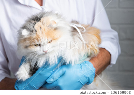 Cat in a bandage on the arms of a veterinarian in blue rubber gloves. Pet inspection after sterilization surgery Cat in a bandage on the arms of a veterinarian in blue rubber gloves. Pet inspection after sterilization surgery 136169908