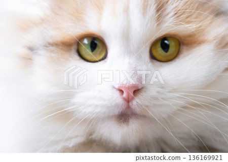 A white cat breed highland fold looks at the camera, a close-up muzzle with a pink nose and yellow round eyes A white cat breed highland fold looks at the camera, a close-up muzzle with a pink nose and yellow round eyes 136169921