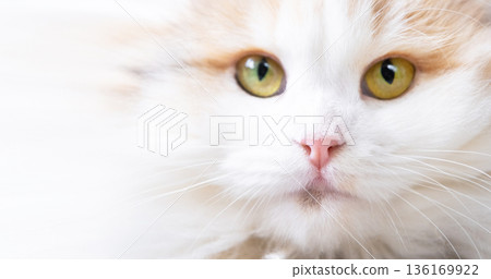 A white cat breed highland fold looks at the camera, a close-up muzzle with a pink nose and yellow round eyes A white cat breed highland fold looks at the camera, a close-up muzzle with a pink nose and yellow round eyes 136169922