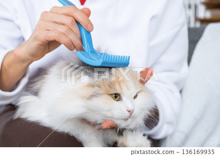 Combing a white domestic cat in close-up, caring its fur with a comb. The cat likes combing Combing a white domestic cat in close-up, caring its fur with a comb. The cat likes combing 136169935