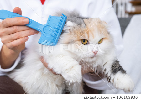 Combing a white domestic cat in close-up, caring its fur with a comb. The cat likes combing 136169936