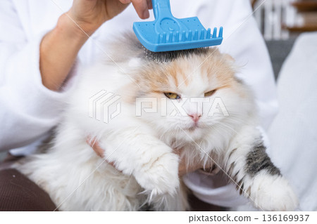 Combing a white domestic cat in close-up, caring its fur with a comb. The cat likes combing Combing a white domestic cat in close-up, caring its fur with a comb. The cat likes combing 136169937
