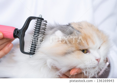 Combing a white domestic cat in close-up, caring its fur with a comb. The cat likes combing Combing a white domestic cat in close-up, caring its fur with a comb. The cat likes combing 136169943