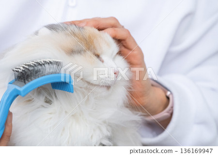 Combing a white domestic cat in close-up, caring its fur with a comb. The cat likes combing Combing a white domestic cat in close-up, caring its fur with a comb. The cat likes combing 136169947