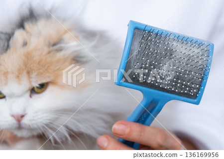 Combed white cat hair on an animal comb close-up Combed white cat hair on an animal comb close-up 136169956