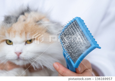 Combed white cat hair on an animal comb close-up Combed white cat hair on an animal comb close-up 136169957