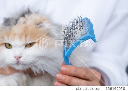 Combed white cat hair on an animal comb close-up 136169958
