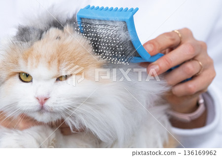 Combing a white domestic cat in close-up, caring its fur with a comb. The cat likes combing Combing a white domestic cat in close-up, caring its fur with a comb. The cat likes combing 136169962