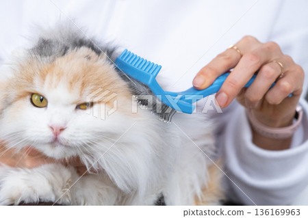 Combing a white domestic cat in close-up, caring its fur with a comb. The cat likes combing Combing a white domestic cat in close-up, caring its fur with a comb. The cat likes combing 136169963