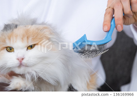 Combing a white domestic cat in close-up, caring its fur with a comb. The cat likes combing 136169966