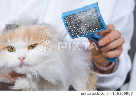 Combed white cat hair on an animal comb close-up Combed white cat hair on an animal comb close-up 136169967