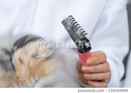 Combed white cat hair on an animal comb close-up Combed white cat hair on an animal comb close-up 136169968