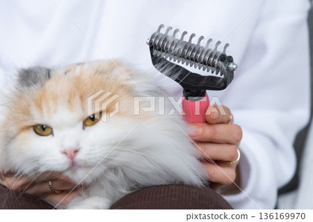 Combed white cat hair on an animal comb close-up Combed white cat hair on an animal comb close-up 136169970