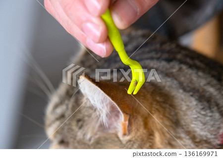 The extracted tick on the cat's tick removal tool 136169971