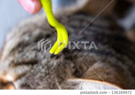 The extracted tick on the cat's tick removal tool The extracted tick on the cat's tick removal tool 136169972