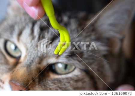 The extracted tick on the cat's tick removal tool The extracted tick on the cat's tick removal tool 136169973