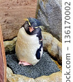 Penguins relaxing on the rocks 136170002