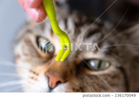 The extracted tick on the cat's tick removal tool The extracted tick on the cat's tick removal tool 136170049