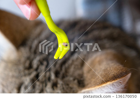 The extracted tick on the cat's tick removal tool The extracted tick on the cat's tick removal tool 136170050
