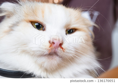 Bloody snot from the nose of a white cat, veterinary treatment of allergies, runny nose, damage to the nasal septum, inflammation and infection Bloody snot from the nose of a white cat, veterinary treatment of allergies, runny nose, damage to the nasal septum, inflammation and infection 136170051