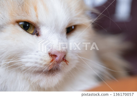 Bloody snot from the nose of a white cat, veterinary treatment of allergies, runny nose, damage to the nasal septum, inflammation and infection Bloody snot from the nose of a white cat, veterinary treatment of allergies, runny nose, damage to the nasal septum, inflammation and infection 136170057