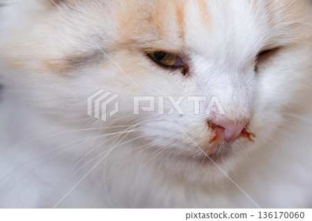 Bloody snot from the nose of a white cat, veterinary treatment of allergies, runny nose, damage to the nasal septum, inflammation and infection Bloody snot from the nose of a white cat, veterinary treatment of allergies, runny nose, damage to the nasal septum, inflammation and infection 136170060