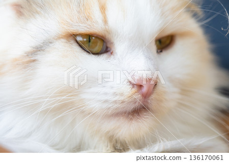 The face of a white cat with eyes with conjunctivitis and snot, close-up. Veterinary medicine The face of a white cat with eyes with conjunctivitis and snot, close-up. Veterinary medicine 136170061