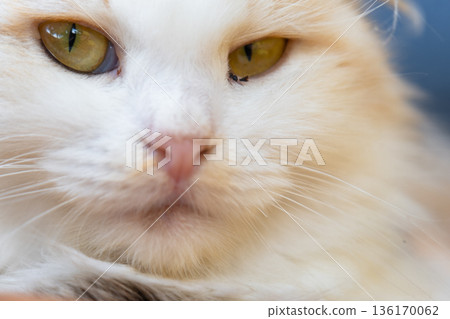 The face of a white cat with eyes with conjunctivitis and snot, close-up. Veterinary medicine The face of a white cat with eyes with conjunctivitis and snot, close-up. Veterinary medicine 136170062