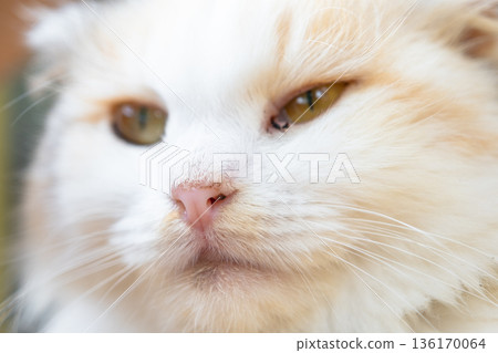 The face of a white cat with eyes with conjunctivitis and snot, close-up. Veterinary medicine The face of a white cat with eyes with conjunctivitis and snot, close-up. Veterinary medicine 136170064
