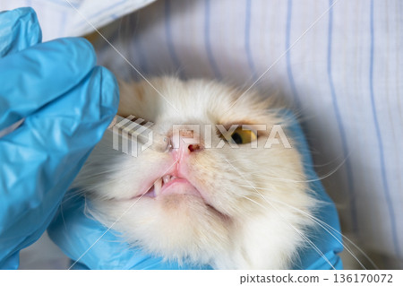 A veterinarian in rubber gloves drops medicine for the common cold into a cat's nose. Pet treatment colds and allergies at home 136170072