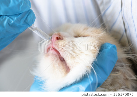 A veterinarian in rubber gloves drops medicine for the common cold into a cat's nose. Pet treatment colds and allergies at home A veterinarian in rubber gloves drops medicine for the common cold into a cat's nose. Pet treatment colds and allergies at home 136170075