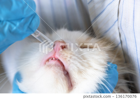 A veterinarian in rubber gloves drops medicine for the common cold into a cat's nose. Pet treatment colds and allergies at home A veterinarian in rubber gloves drops medicine for the common cold into a cat's nose. Pet treatment colds and allergies at home 136170076