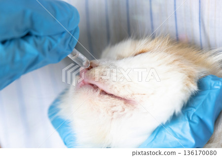 A veterinarian in rubber gloves drops medicine for the common cold into a cat's nose. Pet treatment colds and allergies at home A veterinarian in rubber gloves drops medicine for the common cold into a cat's nose. Pet treatment colds and allergies at home 136170080