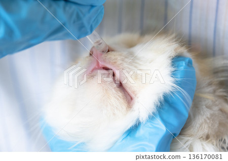 A veterinarian in rubber gloves drops medicine for the common cold into a cat's nose. Pet treatment colds and allergies at home 136170081