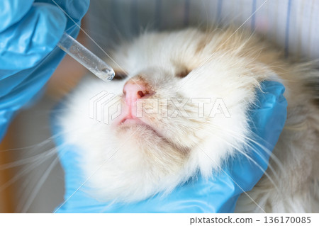 A veterinarian in rubber gloves drops medicine for the common cold into a cat's nose. Pet treatment colds and allergies at home 136170085