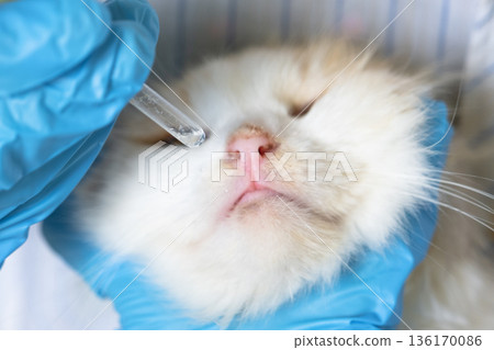 A veterinarian in rubber gloves drops medicine for the common cold into a cat's nose. Pet treatment colds and allergies at home 136170086