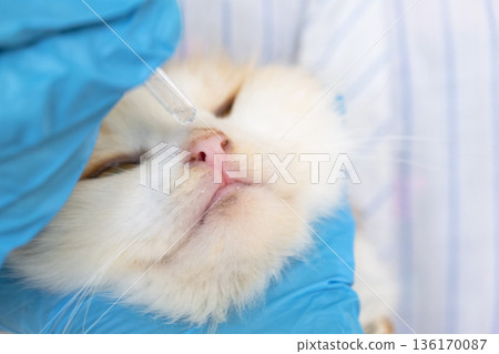 A veterinarian in rubber gloves drops medicine for the common cold into a cat's nose. Pet treatment colds and allergies at home 136170087