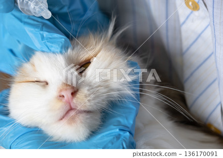 A veterinarian in rubber gloves drops conjunctivitis medicine into a cat's eye. Pet treatment at home A veterinarian in rubber gloves drops conjunctivitis medicine into a cat's eye. Pet treatment at home 136170091