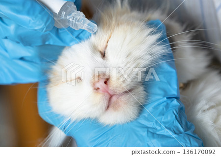 A veterinarian in rubber gloves drops conjunctivitis medicine into a cat's eye. Pet treatment at home A veterinarian in rubber gloves drops conjunctivitis medicine into a cat's eye. Pet treatment at home 136170092