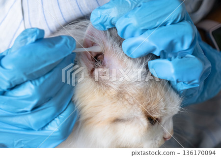 Veterinarian's hands in rubber gloves clean the ears with a cotton swab fold ears of a white cat Veterinarian's hands in rubber gloves clean the ears with a cotton swab fold ears of a white cat 136170094