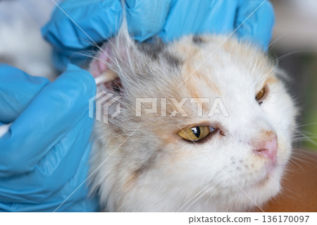Veterinarian's hands in rubber gloves clean the ears with a cotton swab fold ears of a white cat 136170097