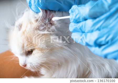 Veterinarian's hands in rubber gloves clean the ears with a cotton swab fold ears of a white cat Veterinarian's hands in rubber gloves clean the ears with a cotton swab fold ears of a white cat 136170100