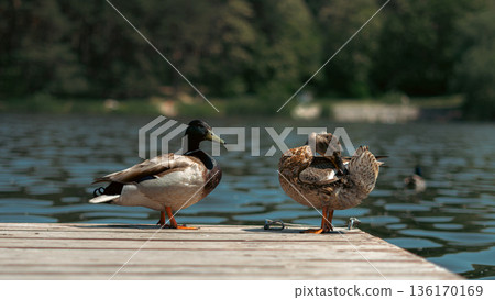 Mallard Ducks Resting on a Wooden Pier at the Lake Mallard Ducks Resting on a Wooden Pier at the Lake 136170169