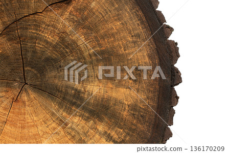 Tree stump cross-section showing growth rings with transparent background 136170209
