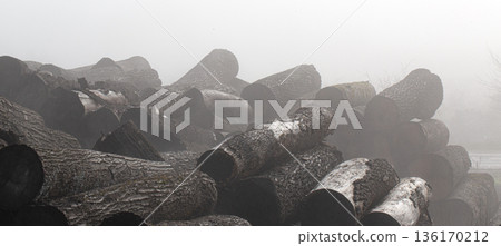 Stacked logs in dense fog ready for processing 136170212