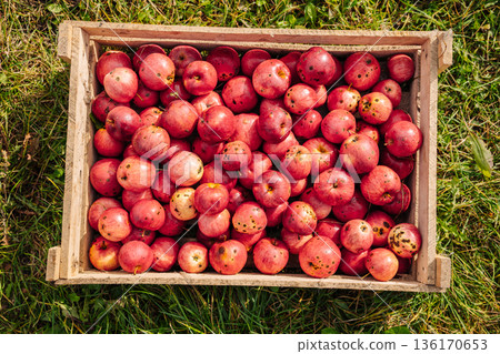Wooden crate full of freshly harvested red apples resting on green grass 136170653