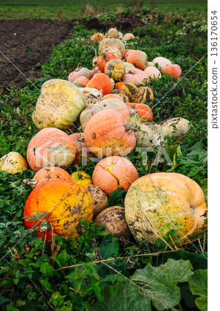 Harvested pumpkins lying on the grass in a field 136170654