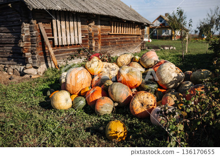 Pile of pumpkins lying on the grass in front of a wooden barn in the countryside Pile of pumpkins lying on the grass in front of a wooden barn in the countryside 136170655