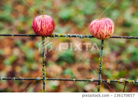 Two ripe red apples balancing on a rusty wire fence in autumn Two ripe red apples balancing on a rusty wire fence in autumn 136170657