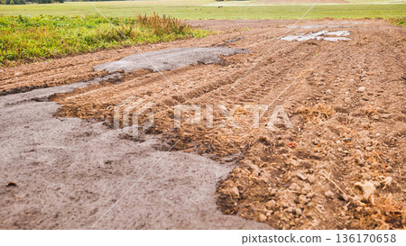 Cow manure in the field. Natural fertilizer. 136170658